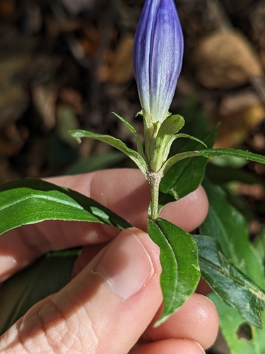 Blue Ridge gentian (Gentiana austromontana)