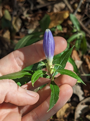 Image of Gentiana austromontana by (c) Alaina Krakowiak, some rights reserved (CC BY)