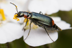 Malachius mixtus