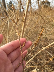 Forsythia × intermedia