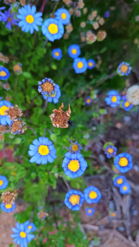 African Felicia from City of Cape Town, ZAWC, ZA on October 17, 2023