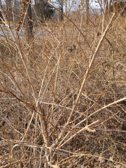 Forsythia × intermedia