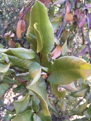 Escallonia pulverulenta