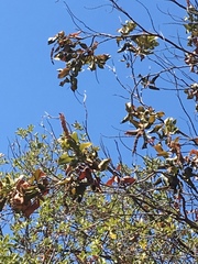 Escallonia pulverulenta