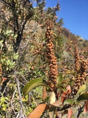 Escallonia pulverulenta
