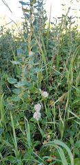 Eriogonum parvifolium