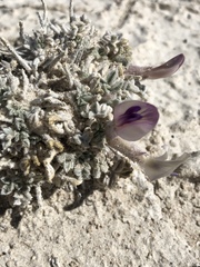 Astragalus phoenix