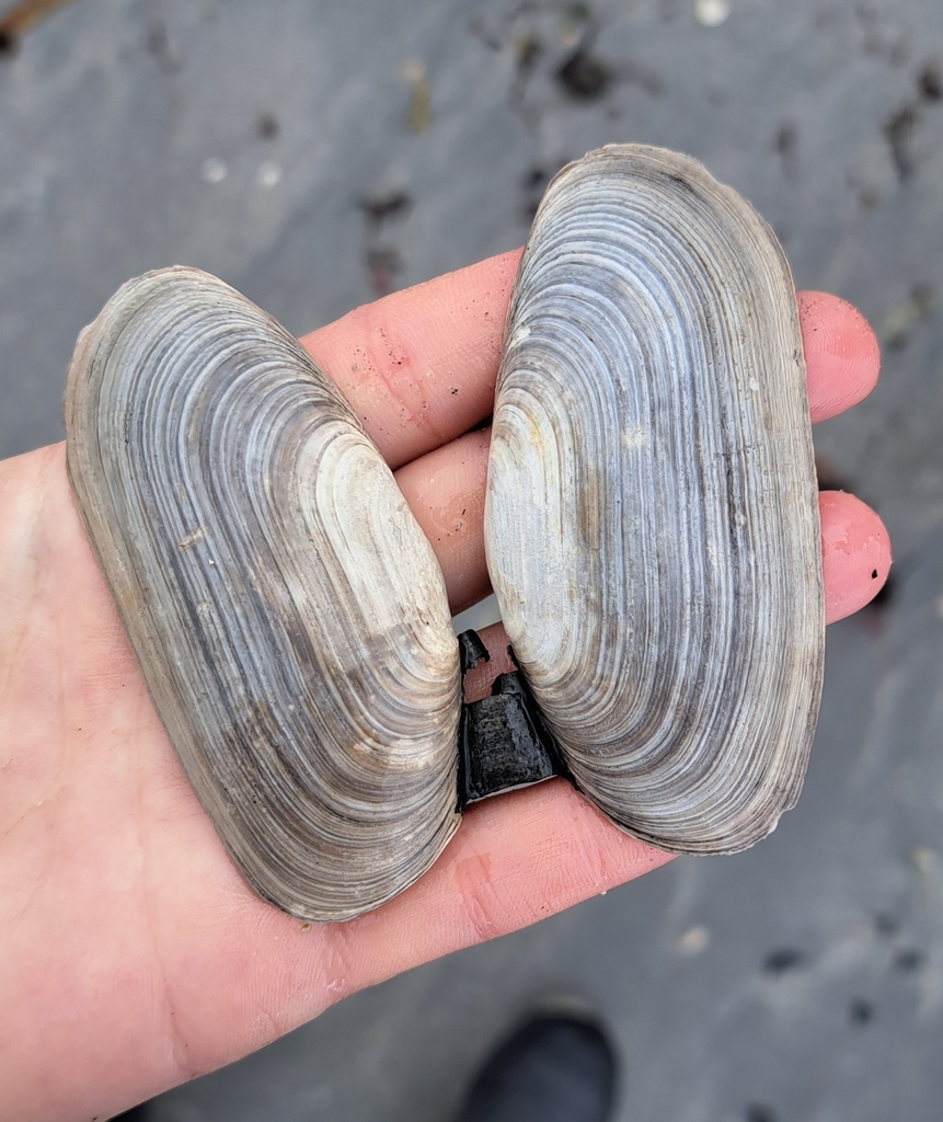 northern propellerclam
