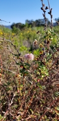 Eriogonum parvifolium