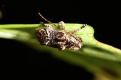 Hybolasius crista