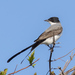 Fork-tailed Flycatcher - Photo (c) Leonardo Quintana, some rights reserved (CC BY-NC), uploaded by Leonardo Quintana