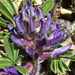 Nashville Breadroot - Photo (c) Damon Tighe, some rights reserved (CC BY-NC), uploaded by Damon Tighe