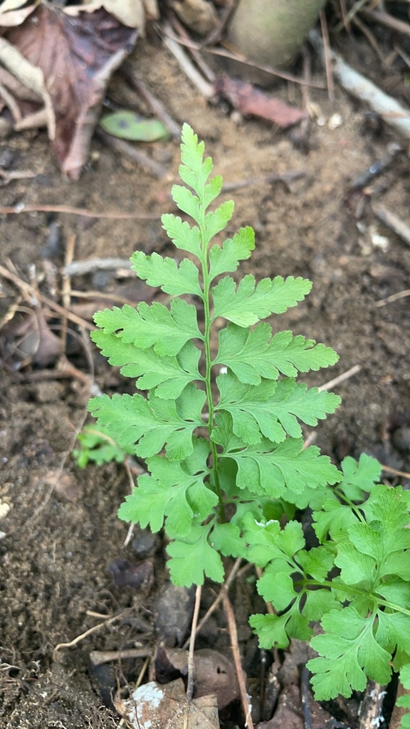 lowland brittle fern from Potomac River, Glen Echo, MD, US on October