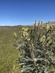 Astragalus oxyphysus