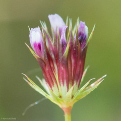 Trifolium oliganthum