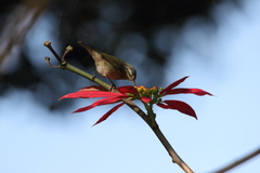 Phylloscopus tytleri