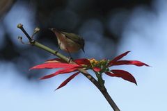 Phylloscopus tytleri