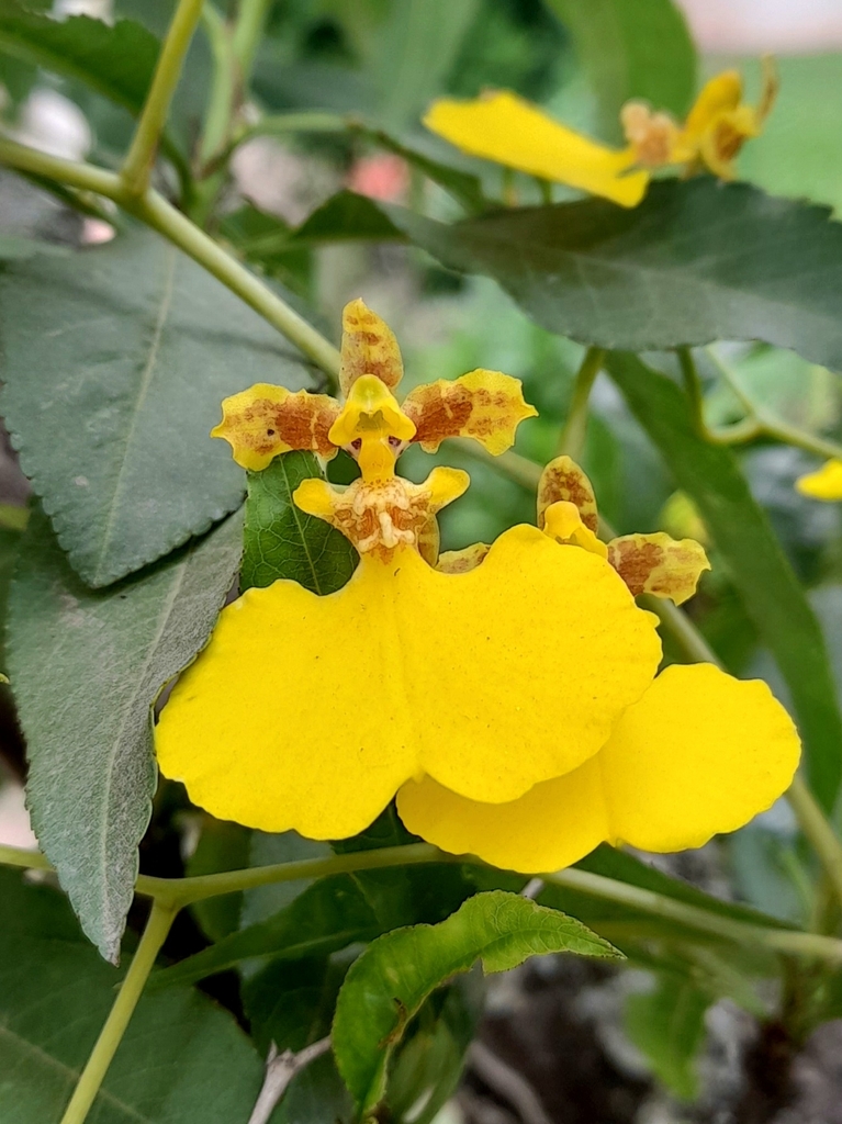 Gomesa bifolia