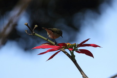 Phylloscopus tytleri