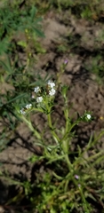 Cryptantha clevelandii