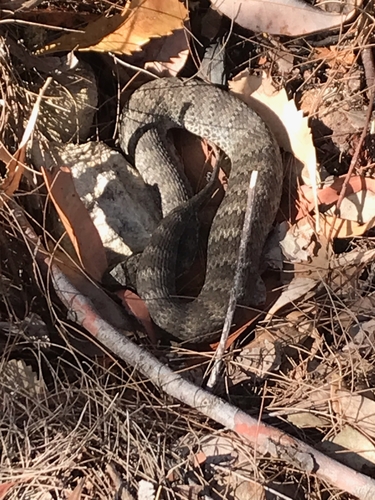 Southern Death Adder sighting