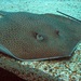 Honeycomb Whipray - Photo (c) Martin Röll, some rights reserved (CC BY-SA)
