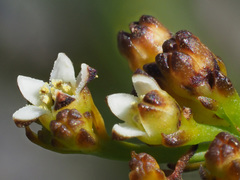 Thesium paniculatum