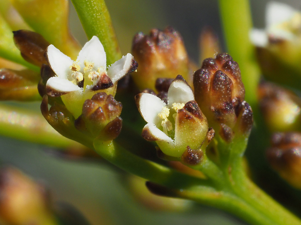Thesium paniculatum