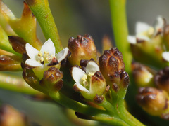 Thesium paniculatum