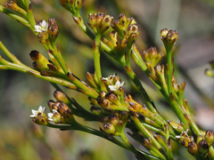 Thesium paniculatum