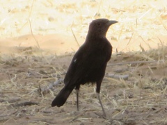 Myrmecocichla aethiops