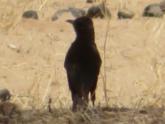 Myrmecocichla aethiops