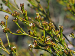 Thesium paniculatum