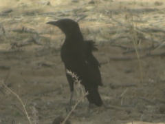 Myrmecocichla aethiops