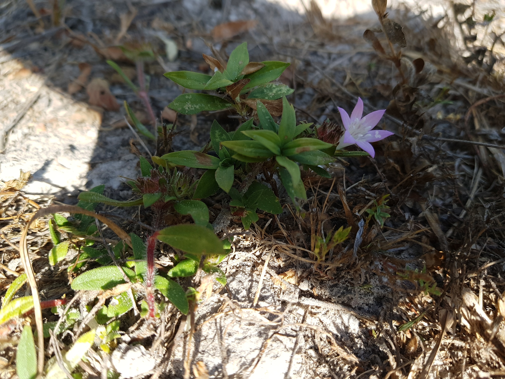 Richardia grandiflora