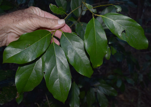 Cryptocarya vulgaris observed 2023-09-15