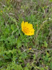 Coreopsis nuecensis