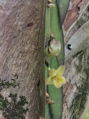 Dendrobium keithii