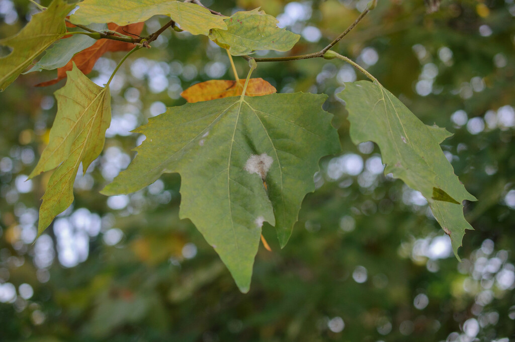 Sycamore Powdery Mildew From 1131 Tolochenaz Switzerland On 08 October 2023 At 0400 Pm By 7578