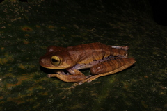 Bokermannohyla hylax