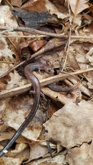Plethodon electromorphus