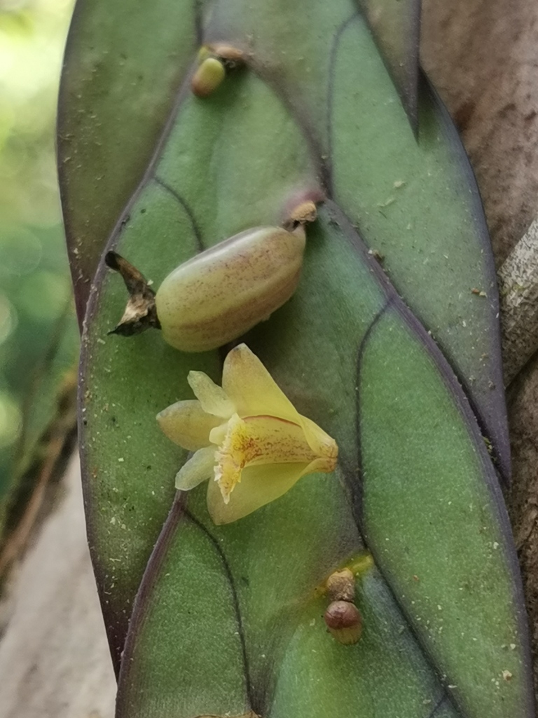 Dendrobium keithii Ridl. 2