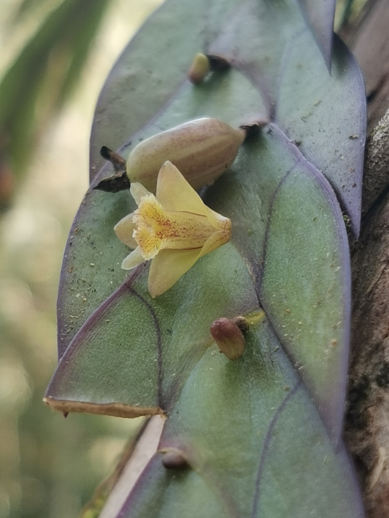 Dendrobium keithii Ridl. 3