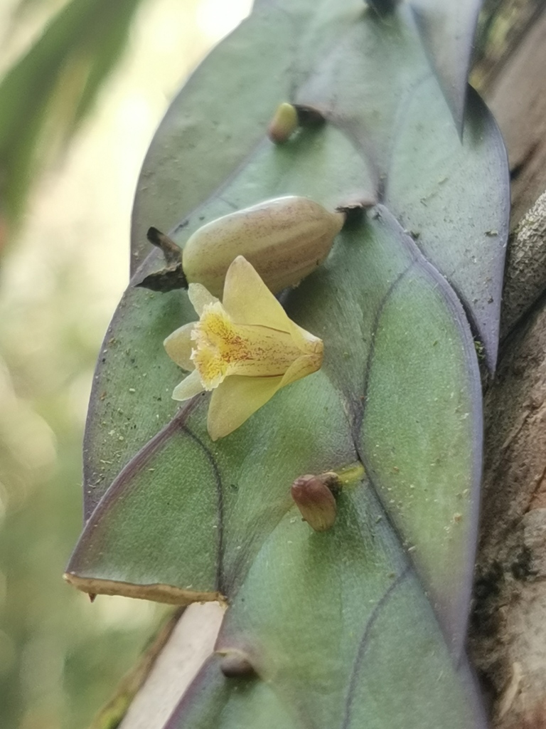 Dendrobium keithii Ridl. 4