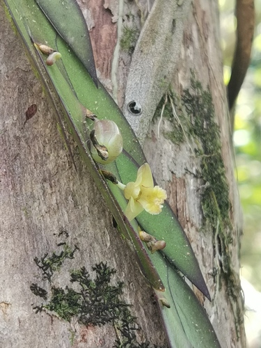 Dendrobium keithii, photograph 4