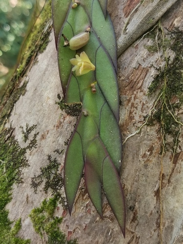Dendrobium keithii, photograph 5