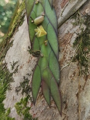 Dendrobium keithii, photograph (c) Elena_Sherehora, some rights reserved (CC BY)