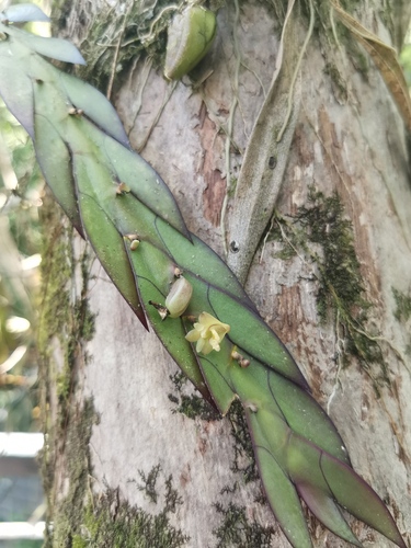 Dendrobium keithii, photograph 6