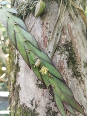 Dendrobium keithii, photograph (c) Elena_Sherehora, some rights reserved (CC BY)