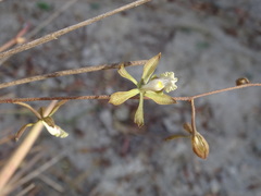 Encyclia adenocarpa